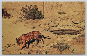 Postal Tigre de Bengala Colorado Zoo Denver City Park Panthera tigris tigris - Imagen 1 de 2
