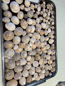 140 PLUS NORTH CORNWALL COAST LIMPET SHELLS - Picture 1 of 6