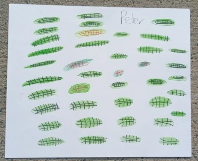 Papel original 14 por 17 Bristol dibujo organismos científicos firmado en la parte superior Foto 1 de 3