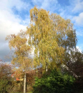 Betula pendula - Silver Birch | European White Birch - Picture 1 of 4