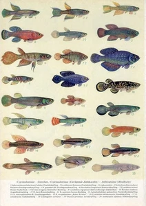 1930s AQUARIUM FISH ARGENTINE PEARLFISH JAVAN RICEFISH Antique Litho Print - Picture 1 of 1