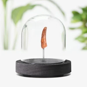 Tarro campana de dientes de pterodáctilo dinosaurio real fósil decoración del hogar diseño de interiores regalo - Imagen 1 de 5