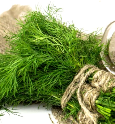 10.000 Samen Dill Dillsamen Gurkenkraut zum Einlegen Gurken Grosspackung Saatgut - Bild 1 von 3