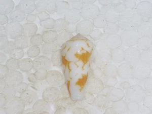 CONUS SP. FANTASTIC - Bild 1 von 2