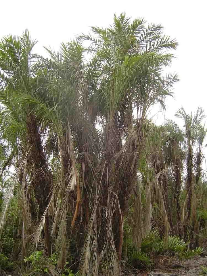 Phoenix paludosa MANGLAR PALMERA DATILERA ¡Semillas! Foto 1 de 1