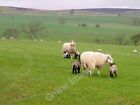 Photo 6X4 Sheep Grazing Near Skelton Clints/Nz1000 These Loving Mothers  C2011