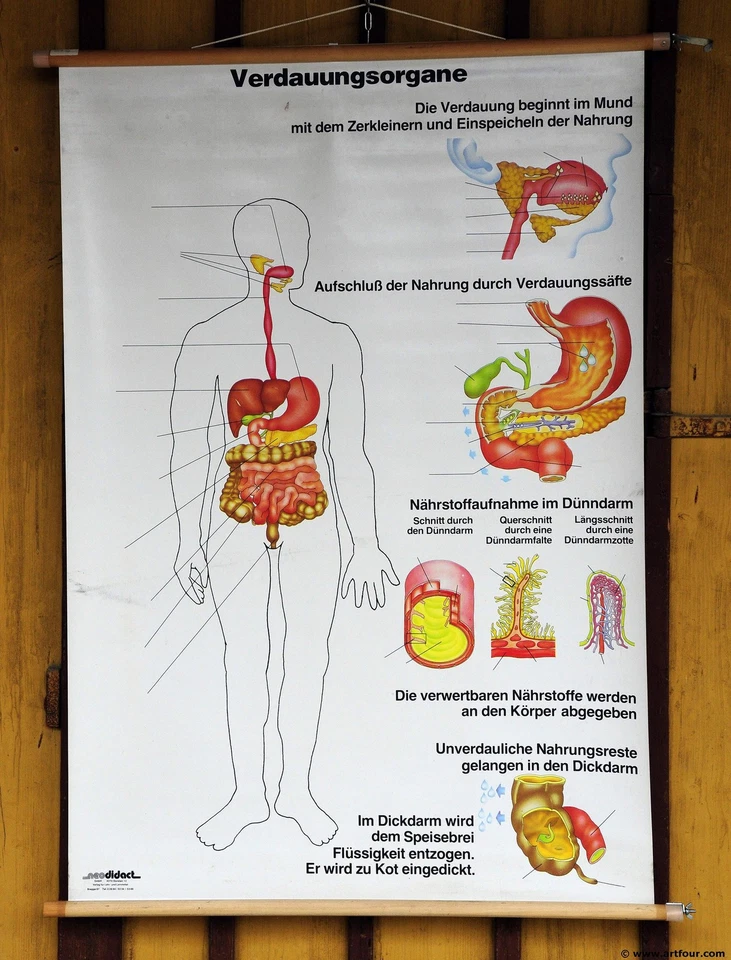 Cartel de pared desplegable vintage impresión biología anatomía órganos digestivos Foto 1 de 1