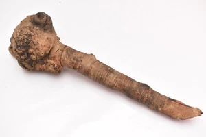 Antike indianische Vintage Penobscot Indianer Wurzel Kriegskeule Waffe 15" lang - Bild 1 von 7