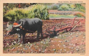 Wasserbüffel, Hawaii Vintage PC - Bild 1 von 2