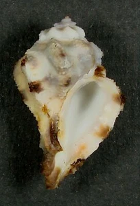 MUREX MILIARIS 34.63mm SUPER CHOICE SPECIMEN Coron Is., Palawan, Philippines - Picture 1 of 2