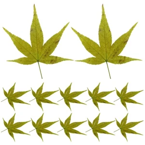  1 Beutel Ahornblätter Sushi Sashimi Tabletts Japanisch Deko Essen Servierplatte - Bild 1 von 12