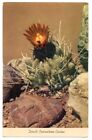 Southwest United States c1960's Devil's Pincushion Cactus in bloom