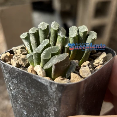 Haworthia truncata híbrido - suculenta enraizada viva Foto 1 de 4