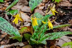 10 Wild Yellow Trout Lily (Erythronium americanum) Bare Roots Bulbs - Picture 1 of 3