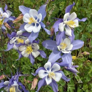 Blue Rocky Mountain Columbine Seeds 200+ Flower Aquilegia Caerulea USA FREE S&H - Picture 1 of 2