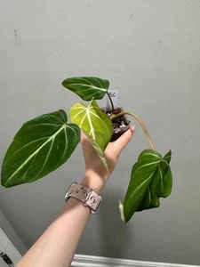 philodendron Gloriosum rooted actively growing. Revert from variegated gloriosum - Picture 1 of 9