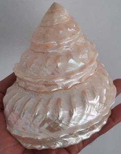 curiosité , taxidermie ,Coquillage : Superbe Astrea Undosa Nacré - Zdjęcie 1 z 2