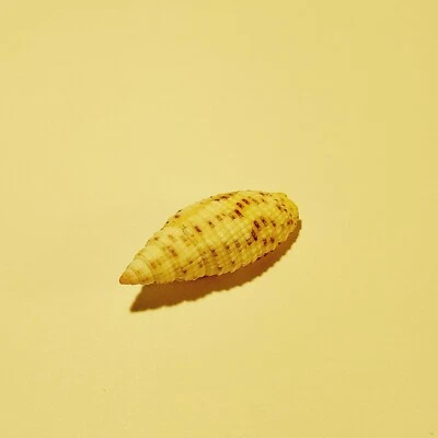 Concha Mitra Gloriola hawaiana seleccionada a mano Foto 1 de 4