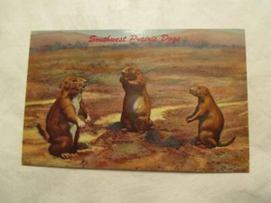 Postkarte Südwest Prärie Hunde - Bild 1 von 2