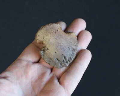 Replica Fossil Hadrosaur ungual hoof claw Lambeosaurus Dinosaur - Image 1 of 4