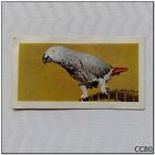 Horniman's Tea Card Pets #29 Grey Parrot (Cc80)