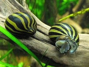 FedEx SHIPPING ZEBRA NERITE SNAILS Live Aquarium Snail Moss Java Shrimp - Picture 1 of 1