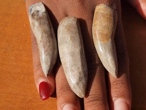 Set of 3 Polished Theropod Dinosaur Fossil Teeth 100 Million Years Old - Picture 1 of 1