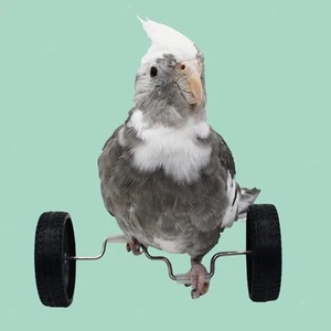 Parrot Balance Toy Bird Training Toy Double Roller Pet Playground Intelligence - Picture 1 of 7