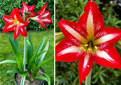 Amaryllis Hippeastrum Flower Plant Hong Kong Variety,  1 Bulb - Image 1 of 4