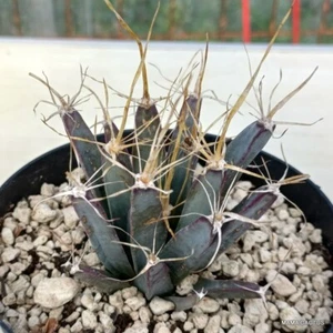A6245 LUCHTENBERGIA PRINCIPIS maceta 14 cm H 7 cm W 9 cm MaMa Cactus - Imagen 1 de 4