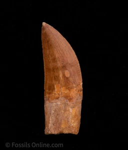 Quality Carcharodontosaurus Tooth  not T. rex. Theropod Dinosaur 3.34" 1640 - Picture 1 of 5