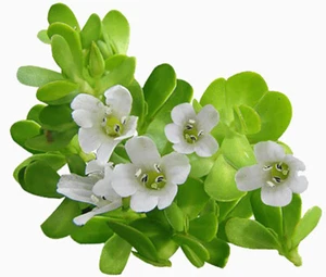 Brahmi Kapseln (bacopa monnieri) - 100 % ohne Füllstoffe - Bild 1 von 3
