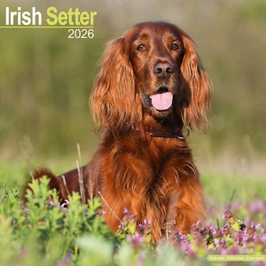 Irish Setter 2026 Calendar | Dog Breed Gift Wall 15% OFF MULTI ORDERS - Picture 1 of 8