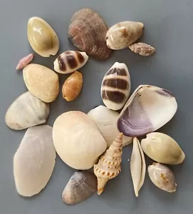 20 pcs assorted seashells 8.5-31 mm - Picture 1 of 4