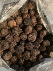 11 lbs. BLACK WALNUTS in the shell - Fall 2024 Crop - Picture 1 of 2