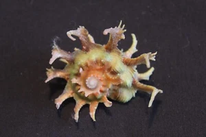 Wunderschöne 'Kiener's Delphinula' Muschel (AS15) - Bild 1 von 2