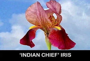 🌱 1/ INDIAN CHIEF IRIS Bare Root Plant Rhizome Flowers Perennial USA Grower - Picture 1 of 9