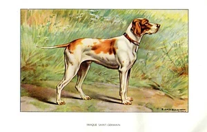 Stampa Antica CANE = BRACCO SAINT-GERMAIN = Primi del 900 = DOG Old Print - Picture 1 of 1