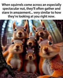 Funny Squirrel refrigerator magnet 3 1/2 x 4 1/2 - Picture 1 of 1