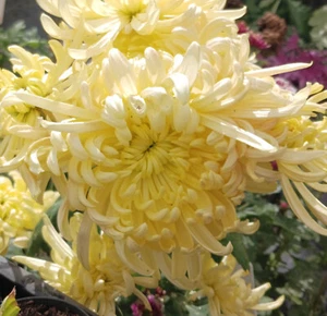 Vienna Cream Chrysanthemum x 1 Plant - Perennial Cut Flowers Cottage - Picture 1 of 7