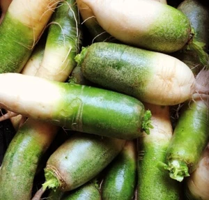 Green Luobo (Chinese) Radish Seeds | Heirloom - Picture 1 of 1