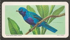 BROOKE BOND (TEA)-(USA) TROPICAL BIRDS 1964-#31- LOVELY COTINGA