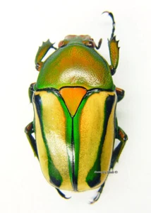 Unmounted beetle/Cetoniidae - Cyprolais hornimanni, FEMALE - Imagen 1 de 1