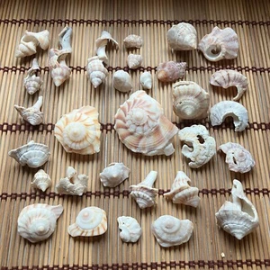 30 Lightening Whelk & Tulip Spiral Top Fragments Seashells Crafting Craft Shells - Picture 1 of 7