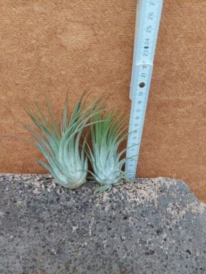 TILLANDSIE Tillandsia Sortiment, 2 Stück wurzelnackt. Nr. II