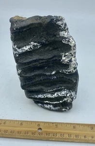 STEGODON TOOTH GENUINE FOSSIL Java Indonesia S2 - Picture 1 of 8