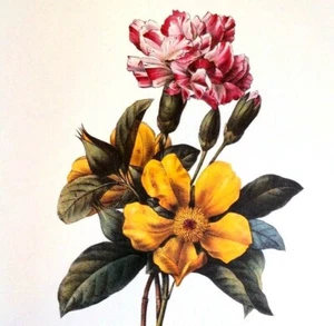 Redoute Floral Bouquet Botanical Flowers Print Book Plate 3 Dilenia Oeillet - Picture 1 of 3