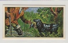 Animals in the Service of Man 1964. Retriever Gun Dog