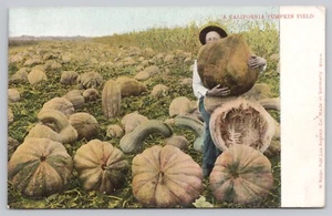 Exaggeration Postcard - M. Rieder - Man In California Pumpkin Field - Picture 1 of 2