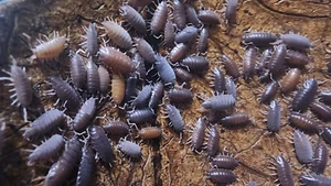 Blue Isopods 15+ Colony - Bioactive vivarium/terrarium - Isopod- Food Inc - Picture 1 of 6